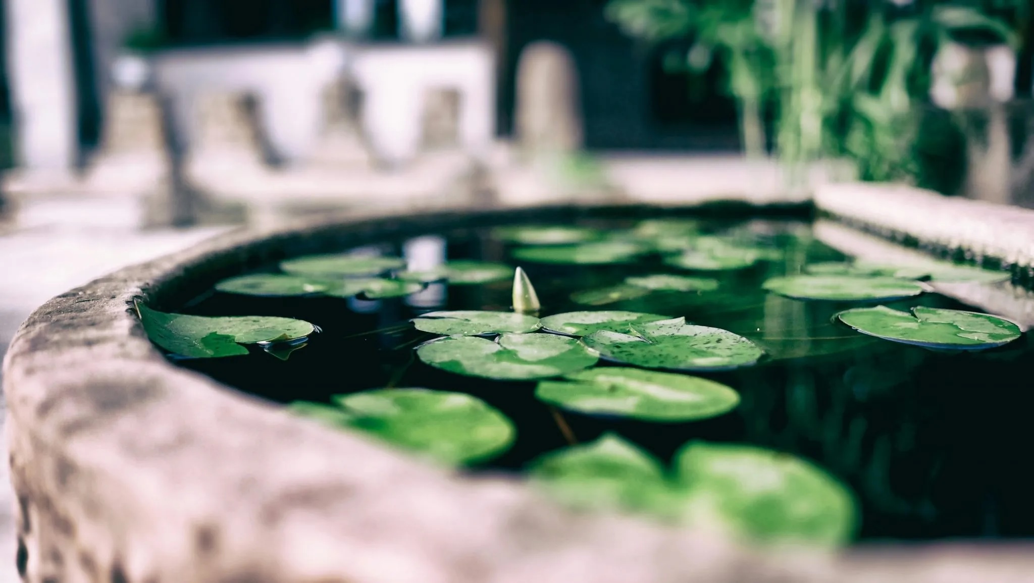 lotus